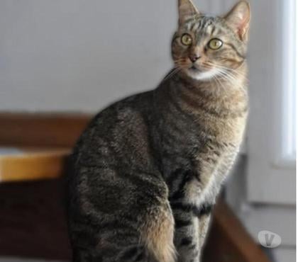 Adoption animaux Valence Drôme - Photos Vivastreet Chat RAMIRES à l adoption