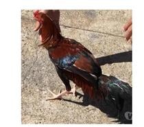 COQ ET POULE DE BONNE RACE