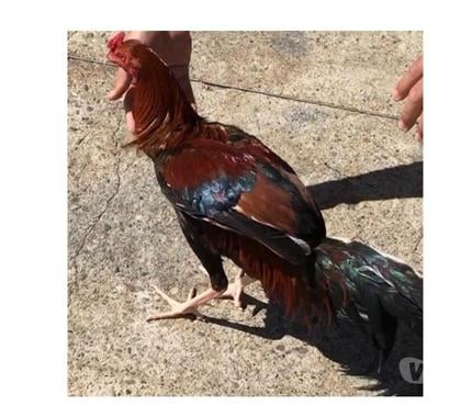 Vente animaux Toulouse Toulouse - Photos Vivastreet COQ ET POULE DE BONNE RACE