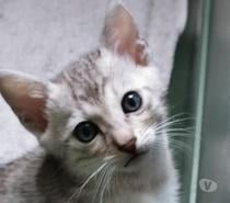 Magnifiques chatons Bengal LOOF