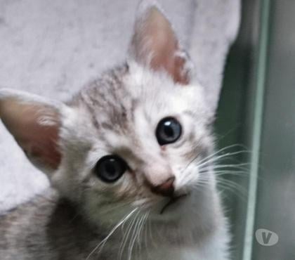 Vente animaux St Apollinaire Côte-d'Or - Photos Vivastreet Magnifiques chatons Bengal LOOF