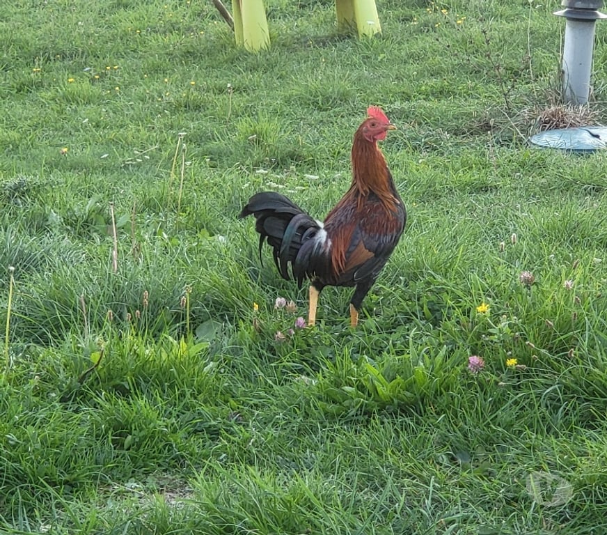 Vente Dordogne Bergerac - 24100 - Photos Vivastreet Coq espagnol blanc