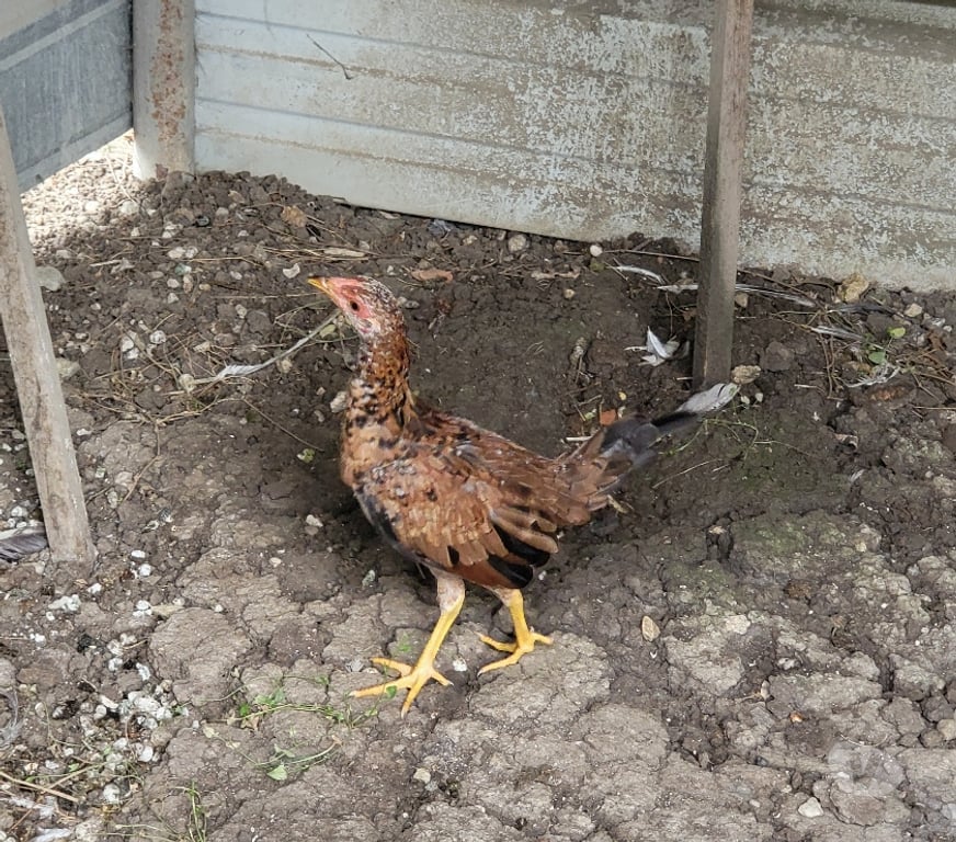 Vente Dordogne Bergerac - 24100 - Photos Vivastreet Coq espagnol colorao