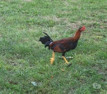 Coq espagnol colorao