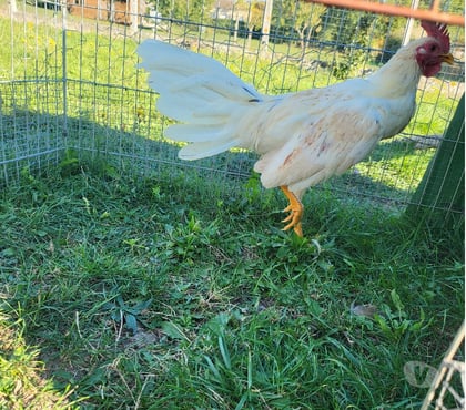 Vente animaux Bergerac Dordogne - Photos Vivastreet Coq espagnol blanc