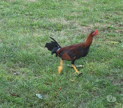 Vente animaux Bergerac Dordogne - Photos Vivastreet Coq espagnol colorao