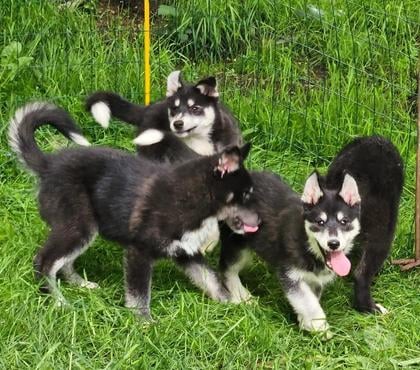 Vente animaux Brasparts Finistère - Photos Vivastreet Chiots pomskies, le petit husky, dispo 3 mois
