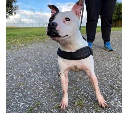 Vente animaux St Caprais Cher - Photos Vivastreet NIKITA, superbe Staffordshire Bull Terrier déclassée