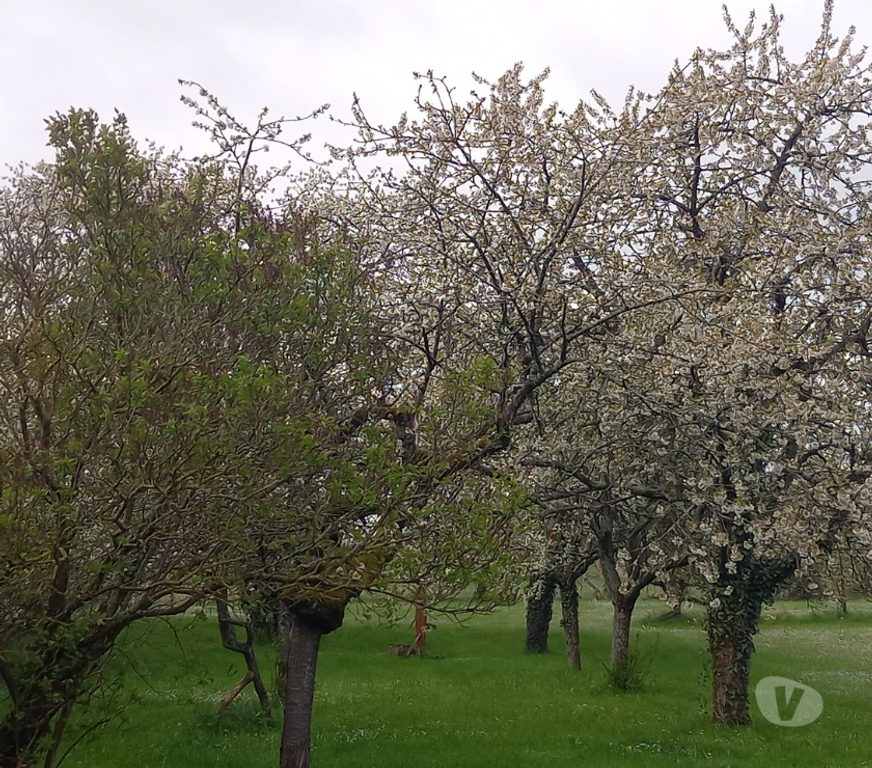 Terrain à vendre Saône-et-Loire Ige - 71960 - Photos Vivastreet Terrain à bâtir de 1172m² viabilisé - Centre d'Igé