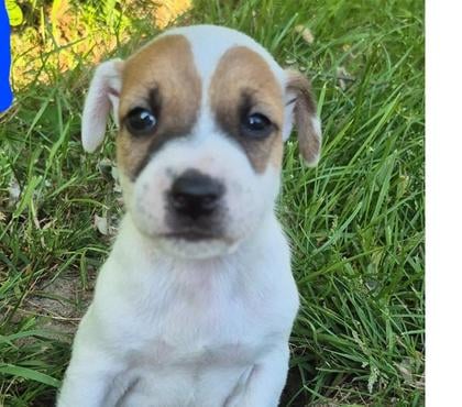 Vente animaux Bouloire Sarthe - Photos Vivastreet A réservé 6 type chiots Jack russell