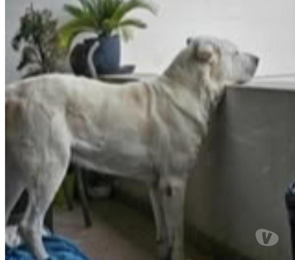 Don animaux Drôme Bourg les Valence - 26500 - Photos Vivastreet Chien GRAF à l adoption