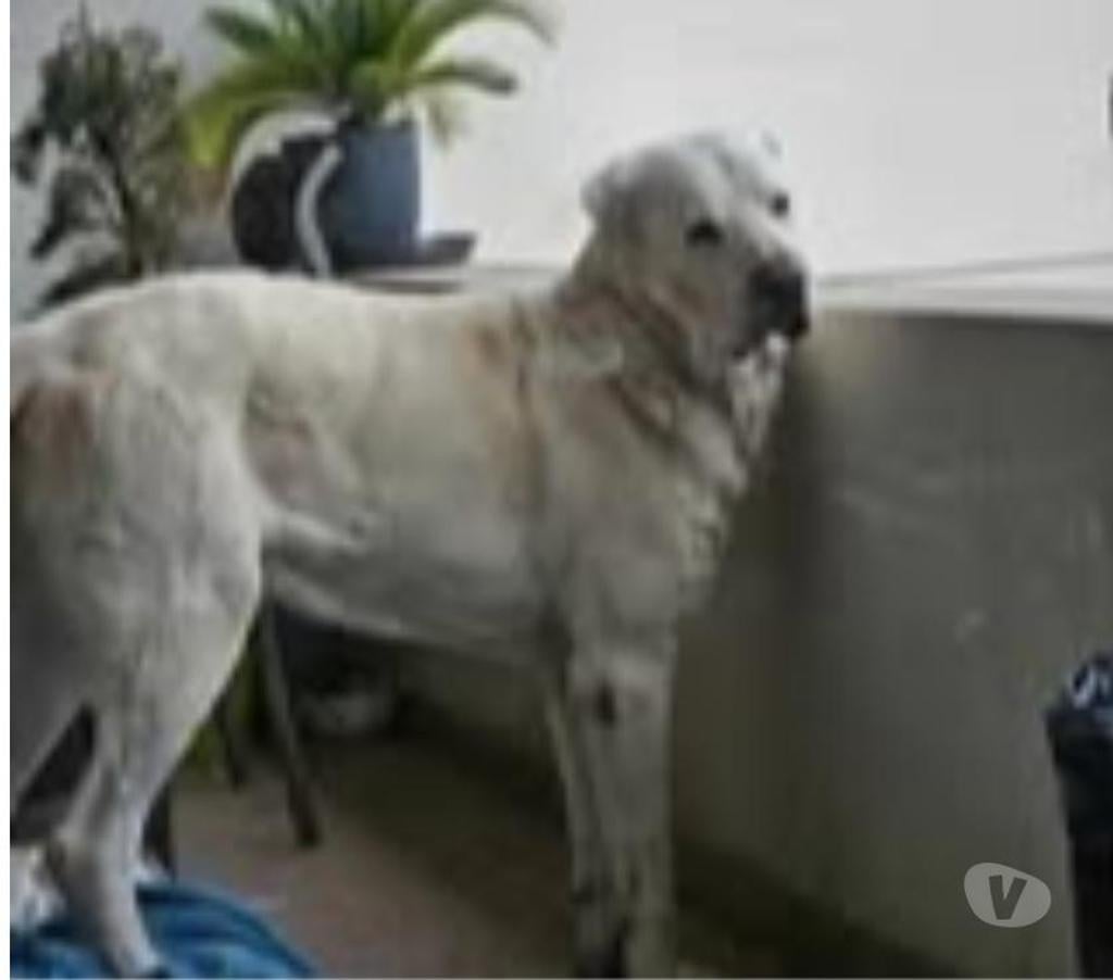 Don animaux Drôme Bourg les Valence - 26500 - Photos Vivastreet Chien GRAF à l adoption
