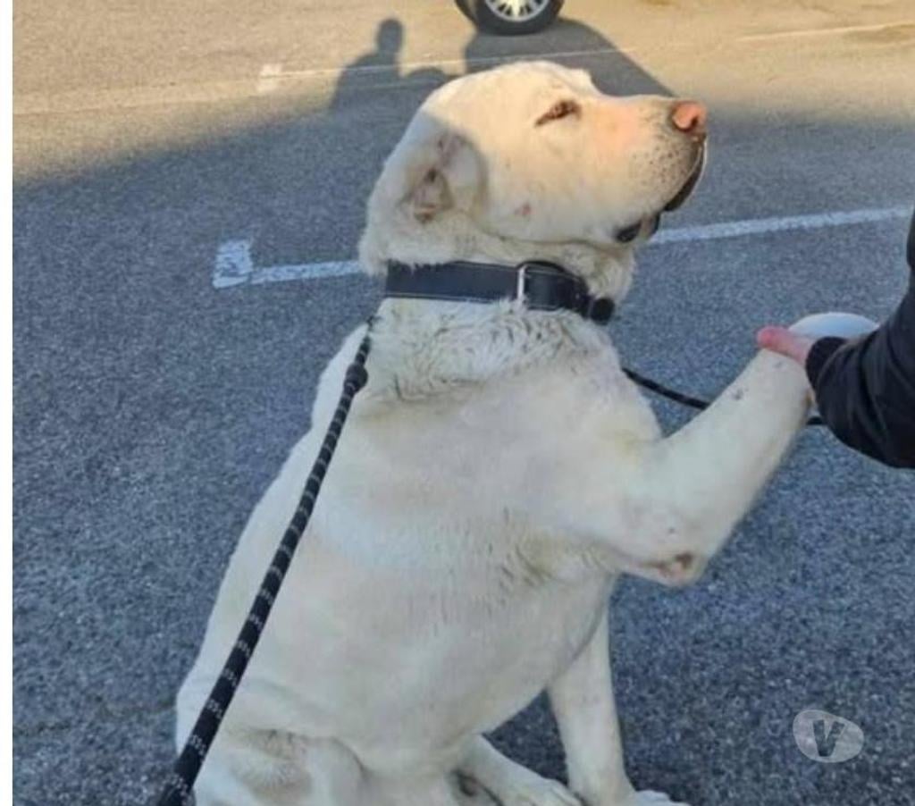 Don animaux Drôme Bourg les Valence - 26500 - Photos Vivastreet Chien GRAF à l adoption