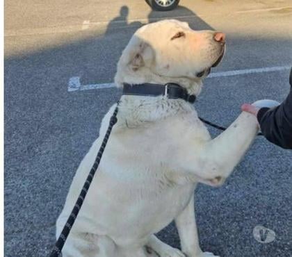 Don animaux Bourg les Valence Drôme - Photos Vivastreet Chien GRAF à l adoption