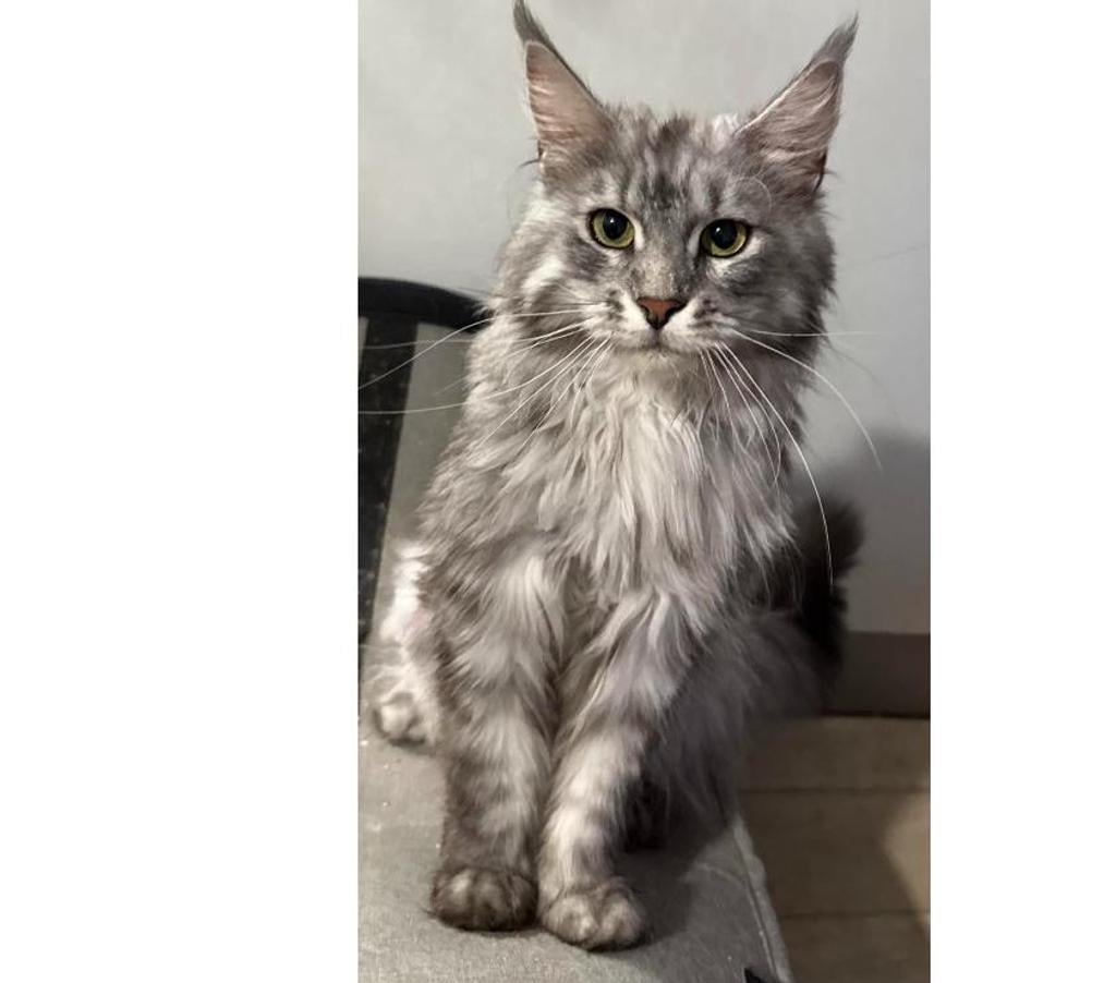 Vente Charente Angouleme - 16000 - Photos Vivastreet chatons maine coon