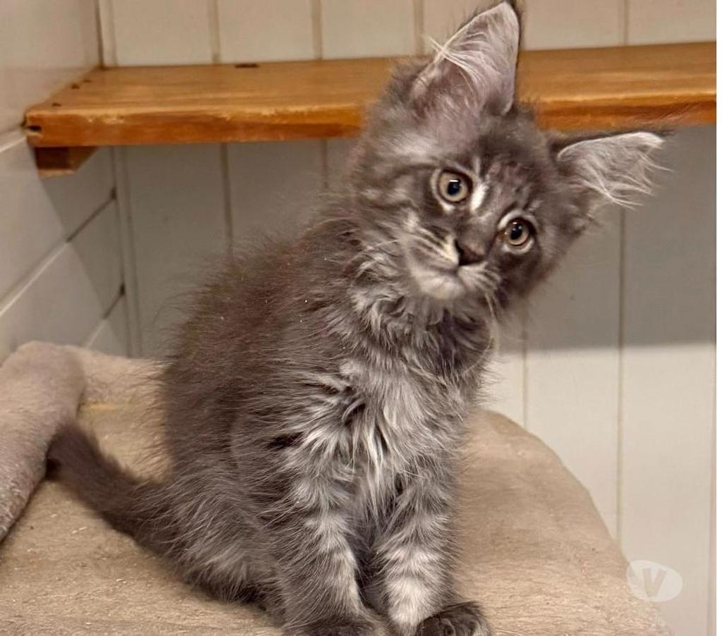 Vente Charente Angouleme - 16000 - Photos Vivastreet chatons maine coon