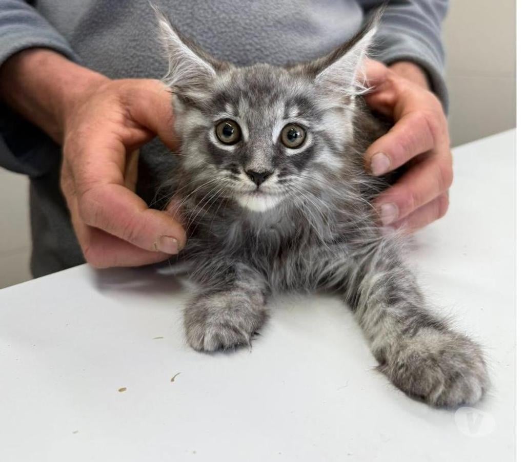 Vente Charente Angouleme - 16000 - Photos Vivastreet chatons maine coon