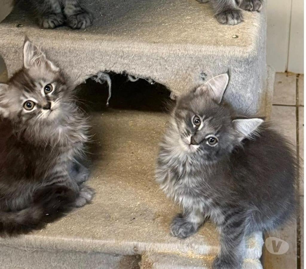Vente Charente Angouleme - 16000 - Photos Vivastreet chatons maine coon