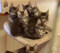 chatons maine coon