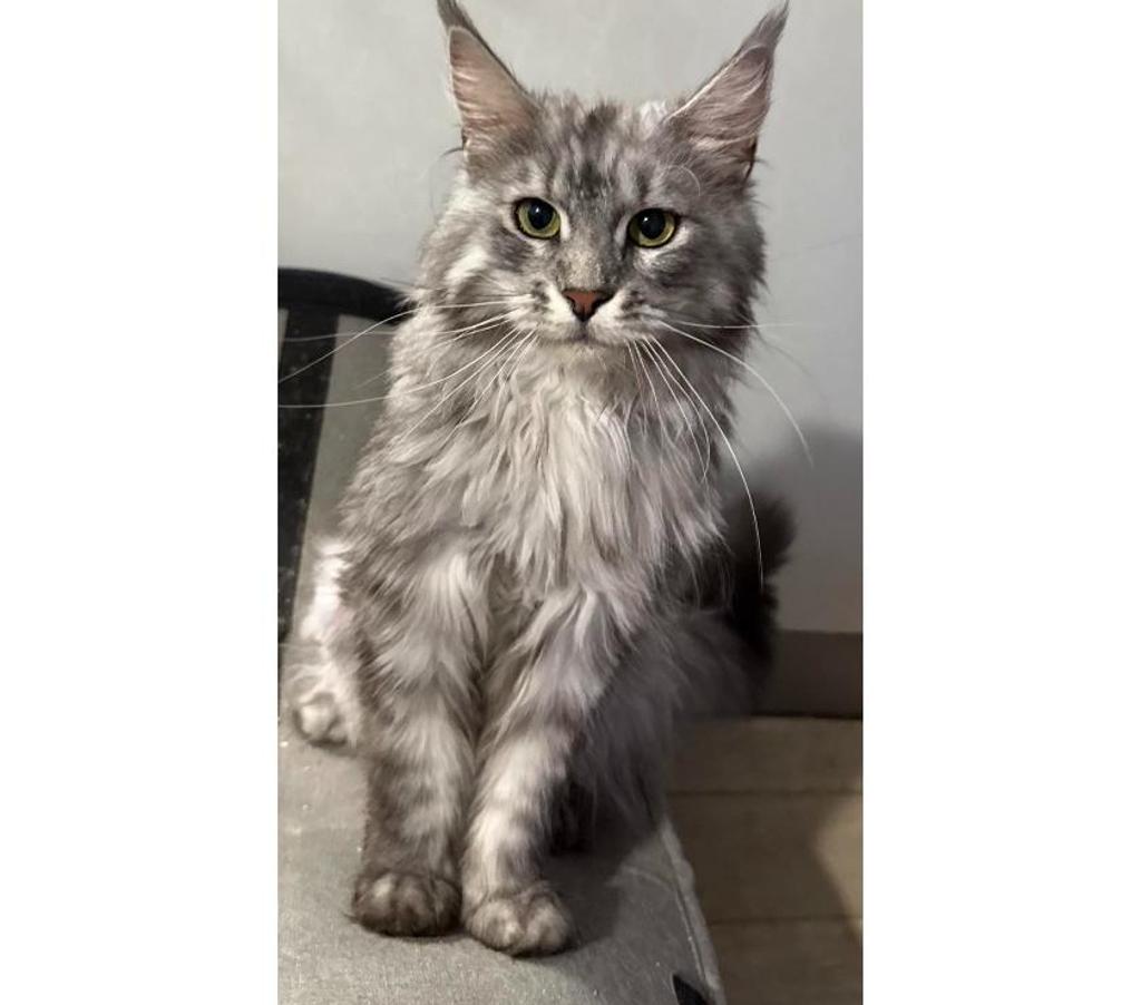 Vente Haute-Vienne Limoges - Photos Vivastreet chatons maine coon