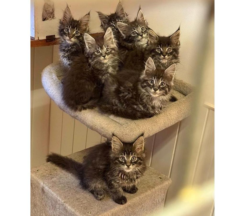 Vente Haute-Vienne Limoges - Photos Vivastreet chatons maine coon