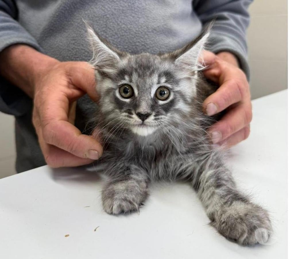 Vente Haute-Vienne Limoges - Photos Vivastreet chatons maine coon