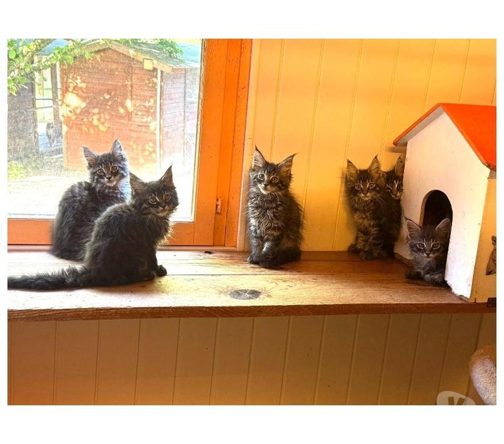 Vente Haute-Vienne Limoges - Photos Vivastreet chatons maine coon