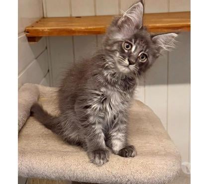 Vente animaux Limoges Limoges - Photos Vivastreet chatons maine coon