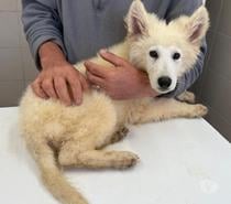 chiots 4 mois berger blanc suisse