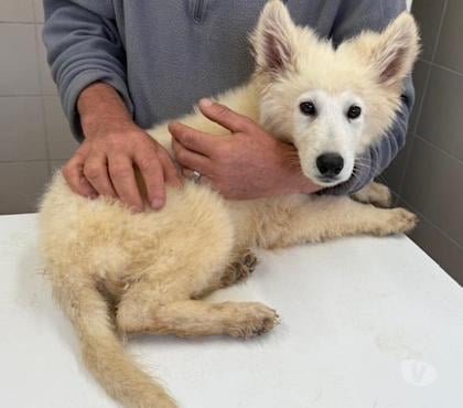 Vente animaux Limoges Limoges - Photos Vivastreet chiots 4 mois berger blanc suisse