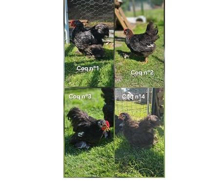 Vente animaux St Yzan de Soudiac Gironde - Photos Vivastreet Coq pékin et croisée
