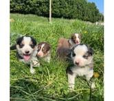 Chiots Border collie à la ferme