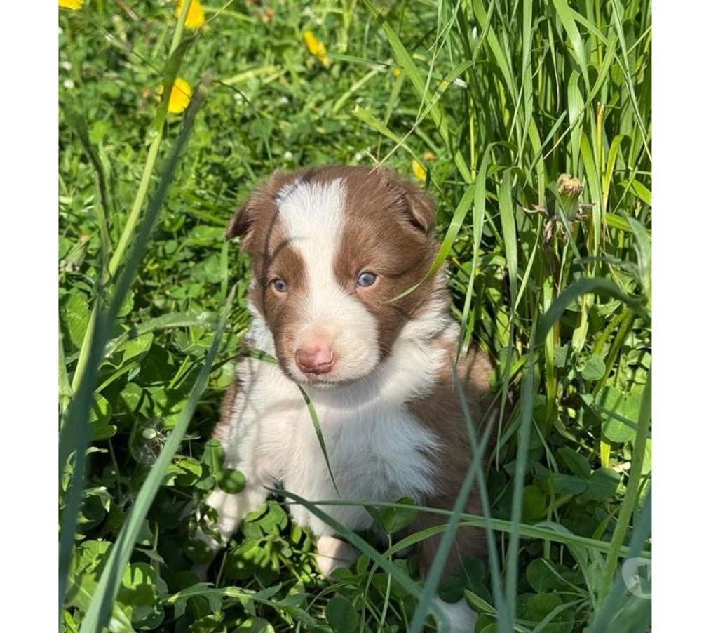 Vente Nord Lille - Photos Vivastreet Chiots Border collie à la ferme