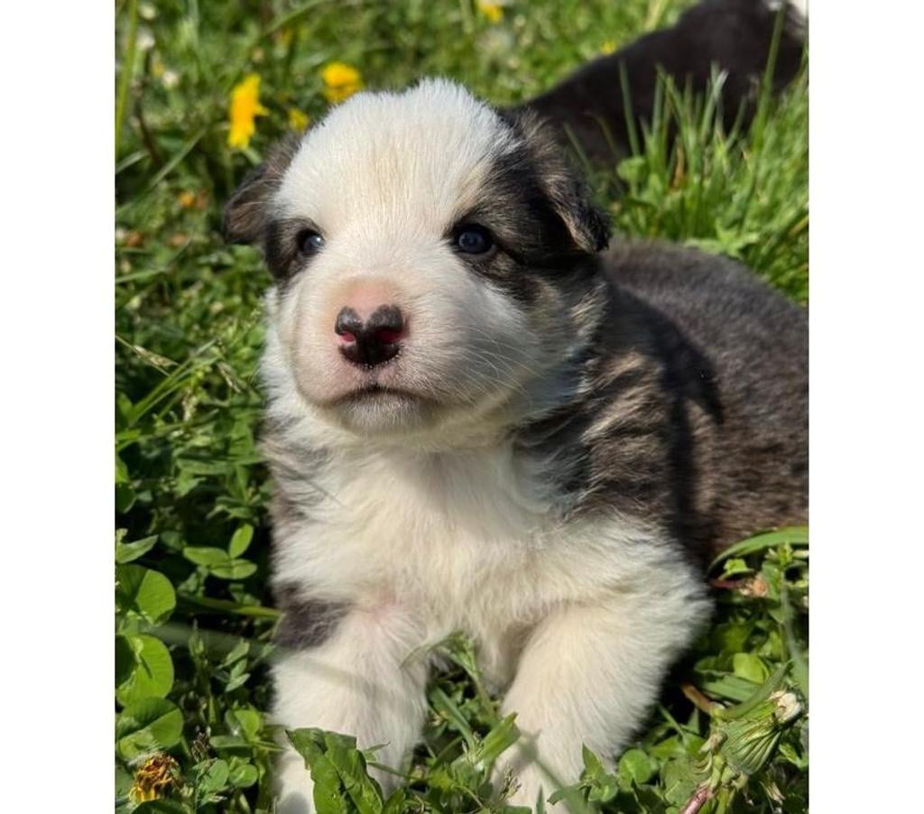 Vente Nord Lille - Photos Vivastreet Chiots Border collie à la ferme