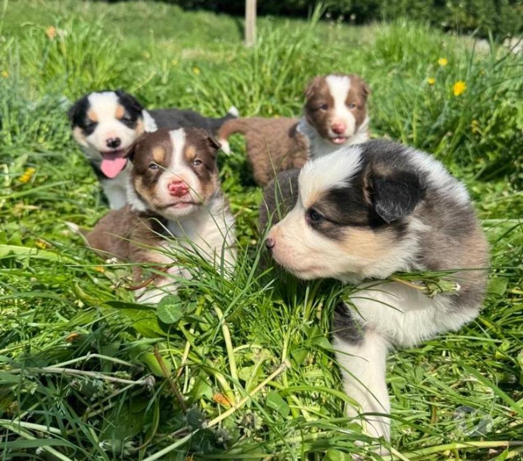 Vente Nord Lille - Photos Vivastreet Chiots Border collie à la ferme