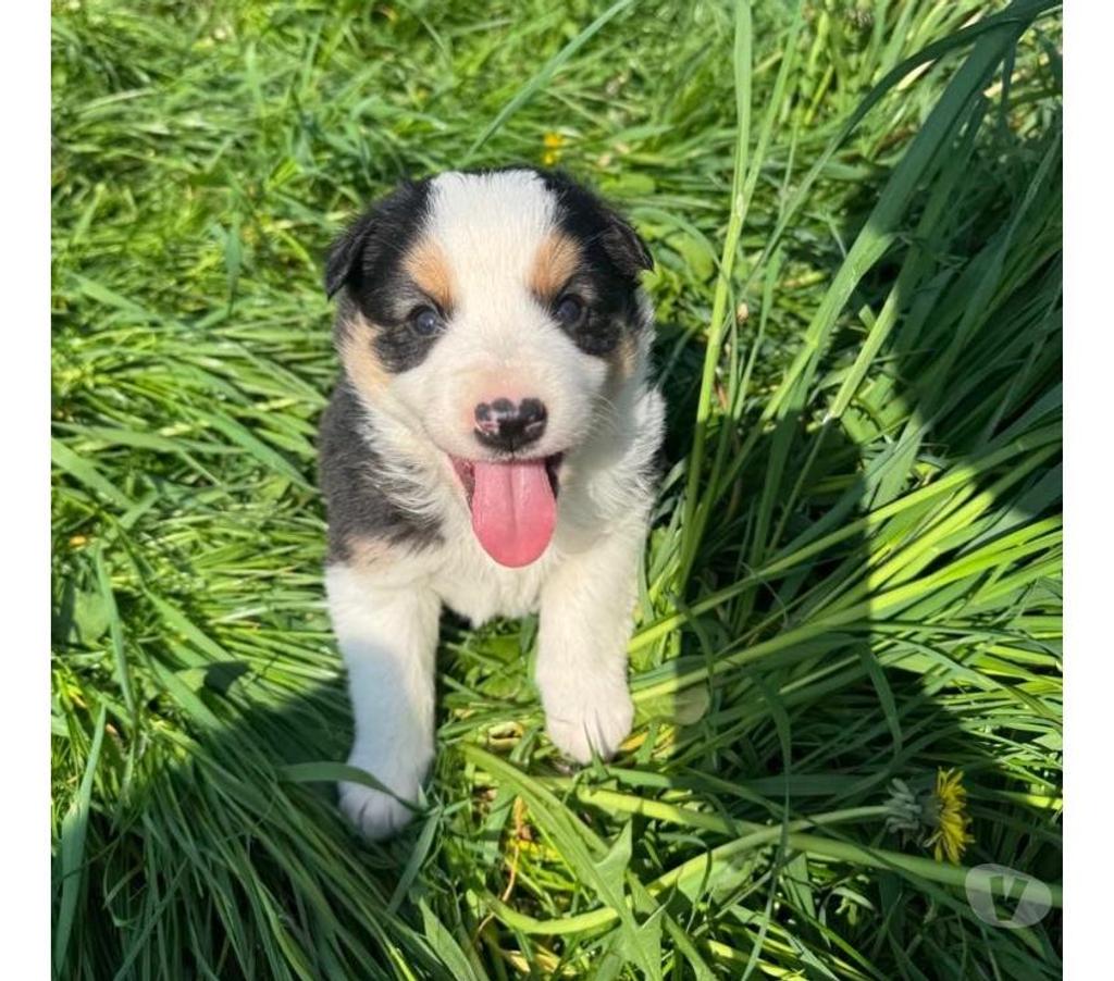 Vente Nord Lille - Photos Vivastreet Chiots Border collie à la ferme