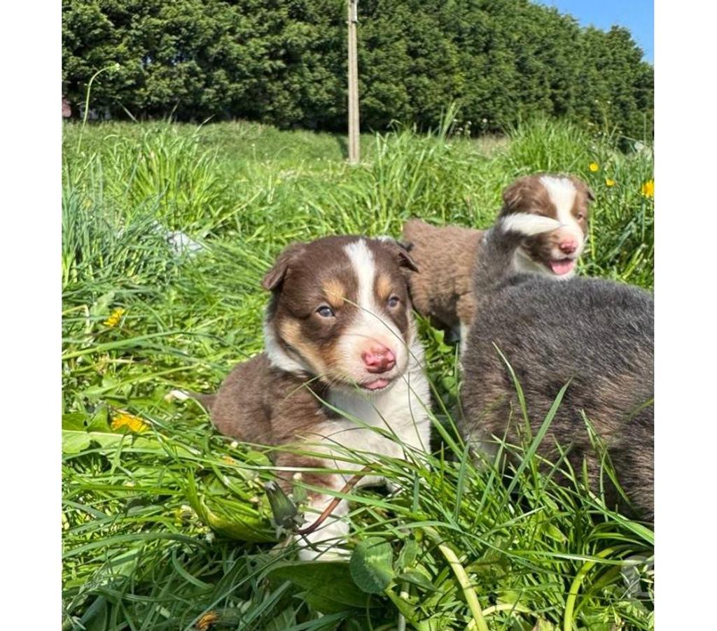 Vente Nord Lille - Photos Vivastreet Chiots Border collie à la ferme