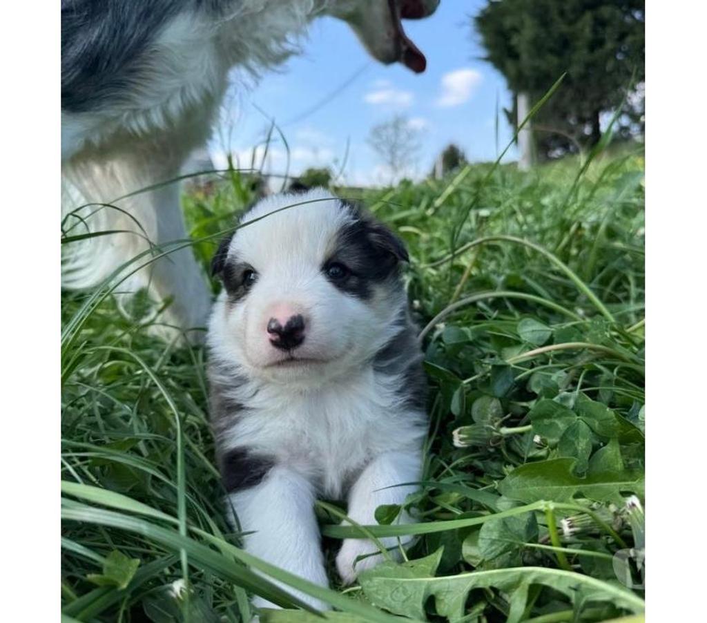Vente Nord Lille - Photos Vivastreet Chiots Border collie à la ferme