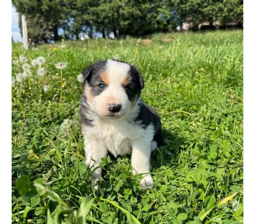 Vente Nord Lille - Photos Vivastreet Chiots Border collie à la ferme