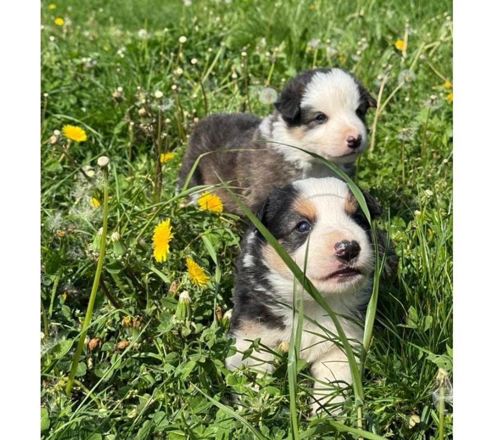 Vente Nord Lille - Photos Vivastreet Chiots Border collie à la ferme