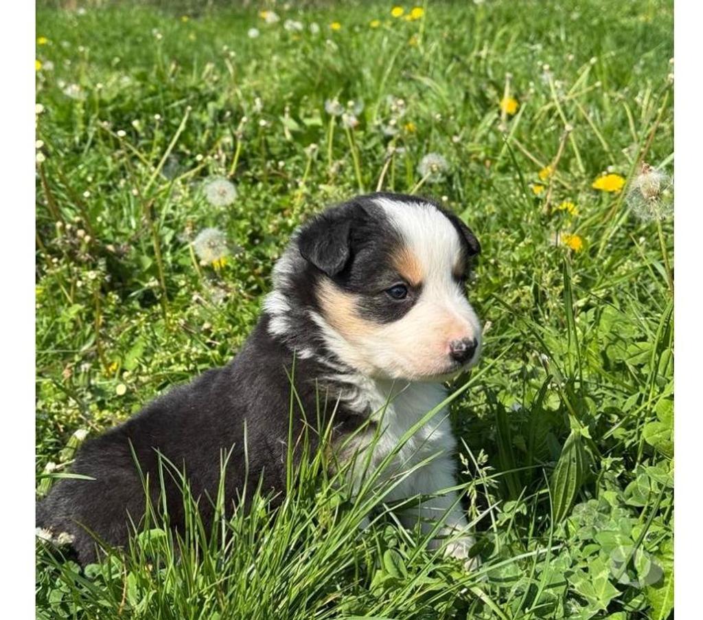 Vente Nord Lille - Photos Vivastreet Chiots Border collie à la ferme