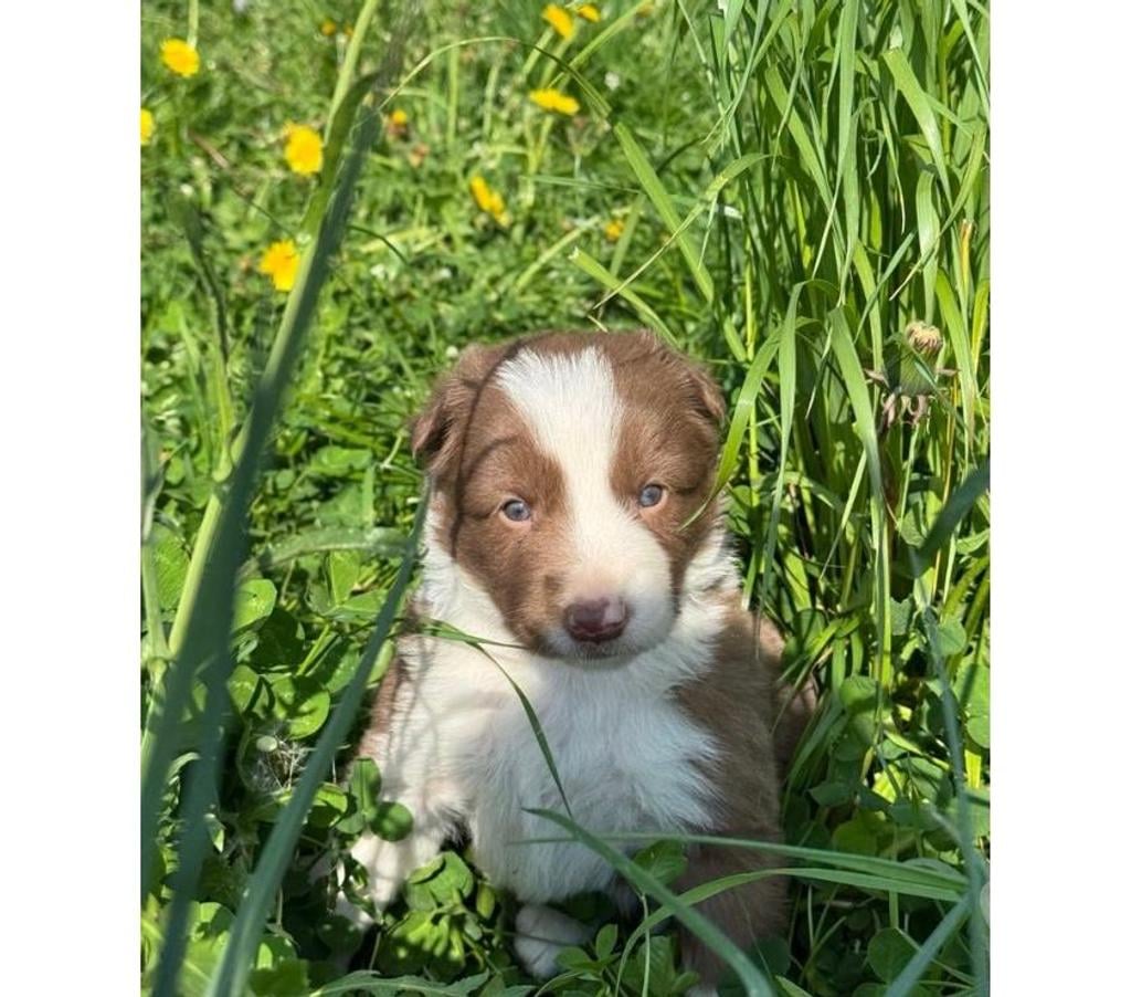 Vente Nord Lille - Photos Vivastreet Chiots Border collie à la ferme