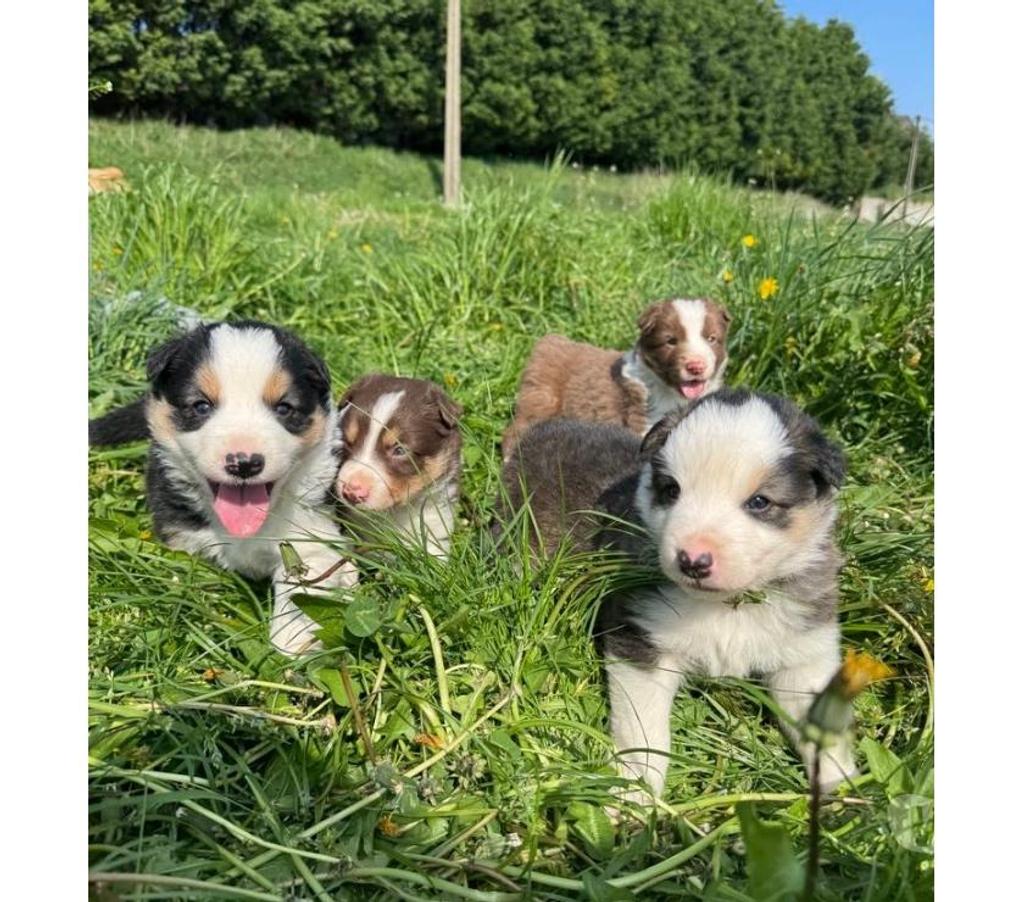 Vente Nord Lille - Photos Vivastreet Chiots Border collie à la ferme