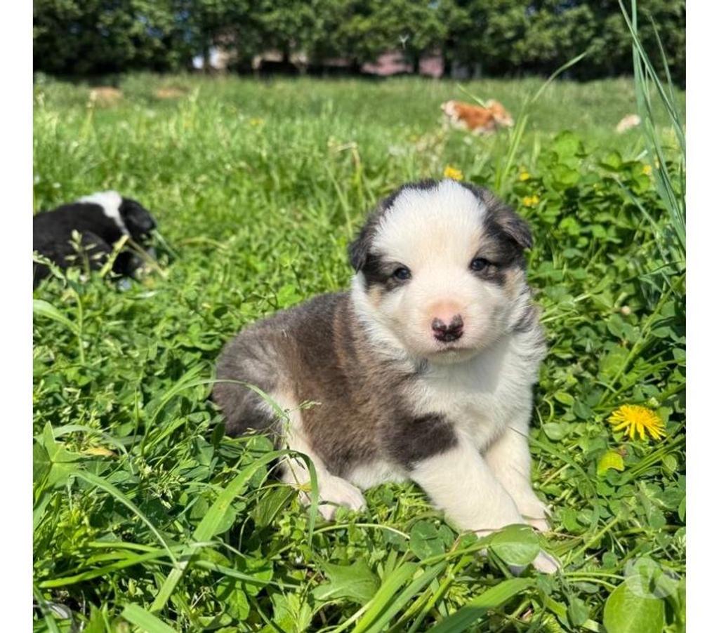 Vente Nord Lille - Photos Vivastreet Chiots Border collie à la ferme