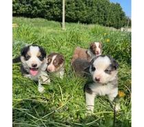Photos Vivastreet Chiots Border collie à la ferme