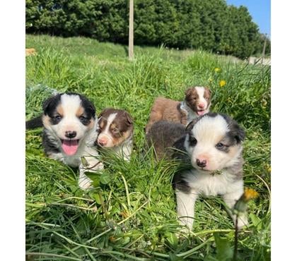 Vente animaux Lille Lille - Photos Vivastreet Chiots Border collie à la ferme