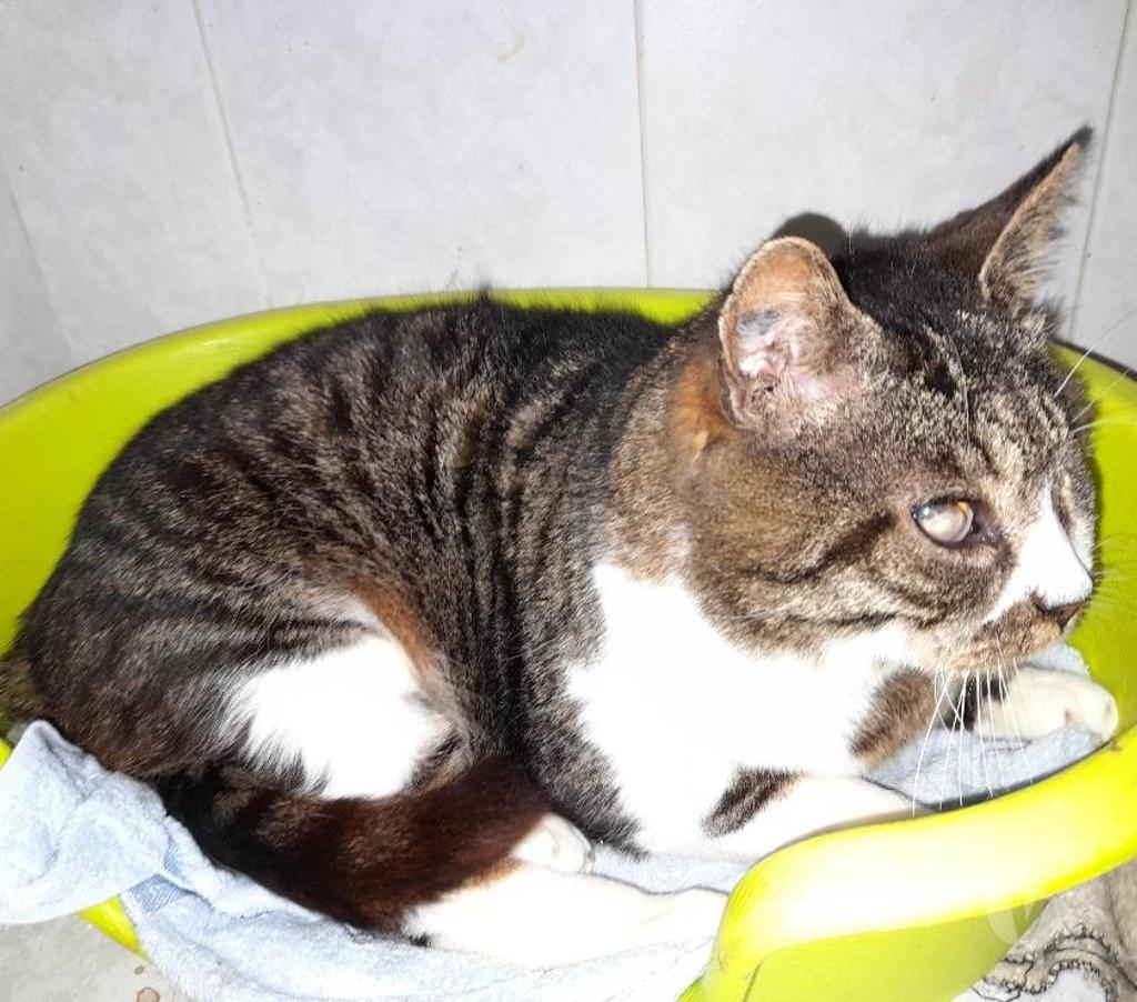 Vente Vendée Bois de Cene - 85710 - Photos Vivastreet Papy chat mâle aveugle SOS