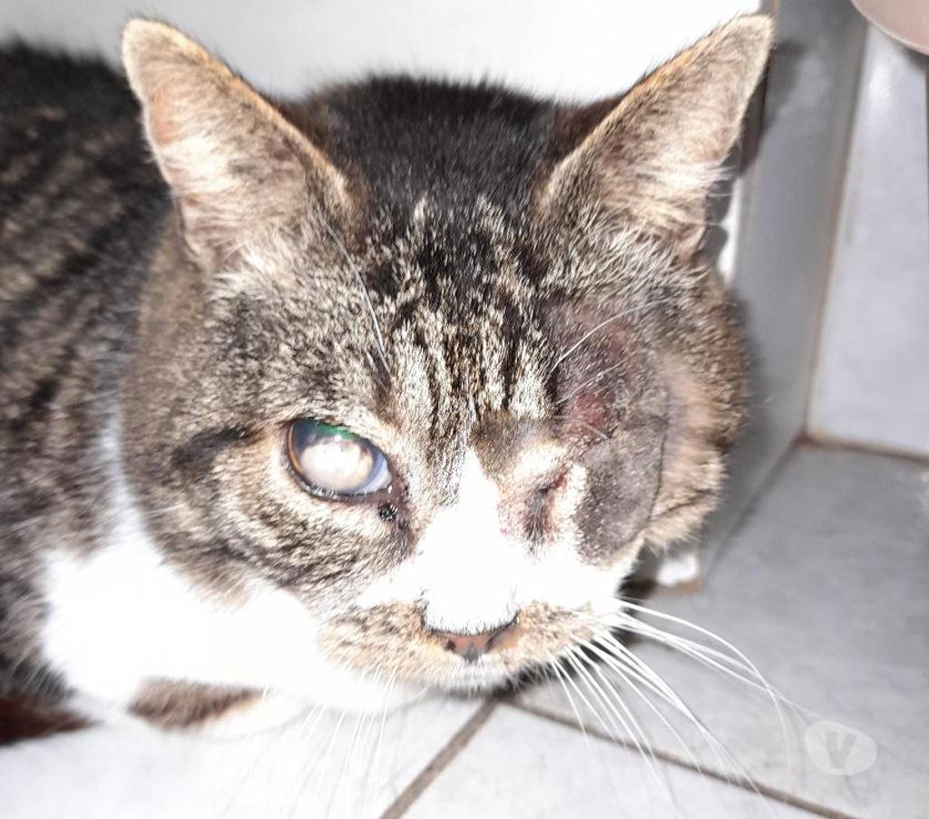 Vente Vendée Bois de Cene - 85710 - Photos Vivastreet Papy chat mâle aveugle SOS