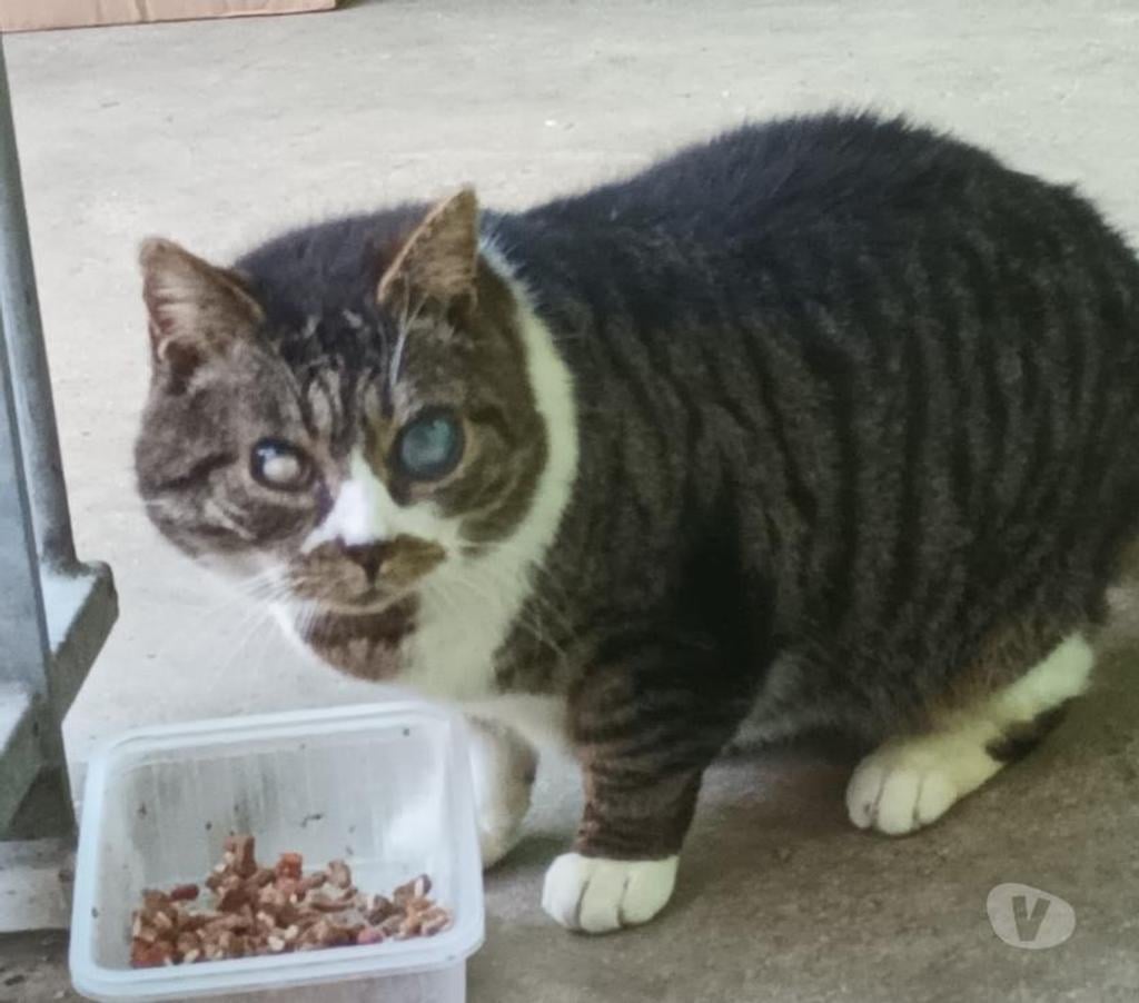 Vente Vendée Bois de Cene - 85710 - Photos Vivastreet Papy chat mâle aveugle SOS