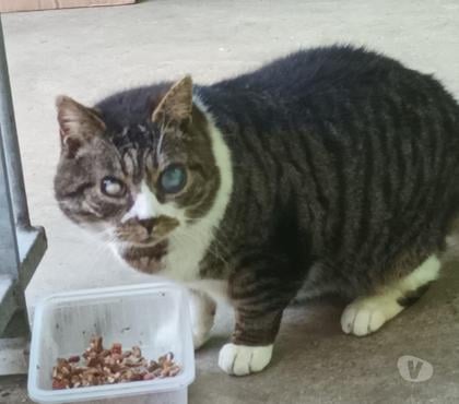 Vente animaux Bois de Cene Vendée - Photos Vivastreet Papy chat mâle aveugle SOS